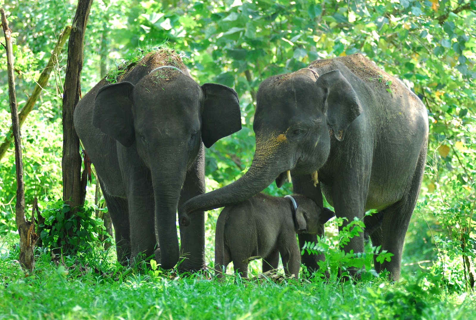 Populasi Gajah Sumatera Berkurang AcehNewsNet
